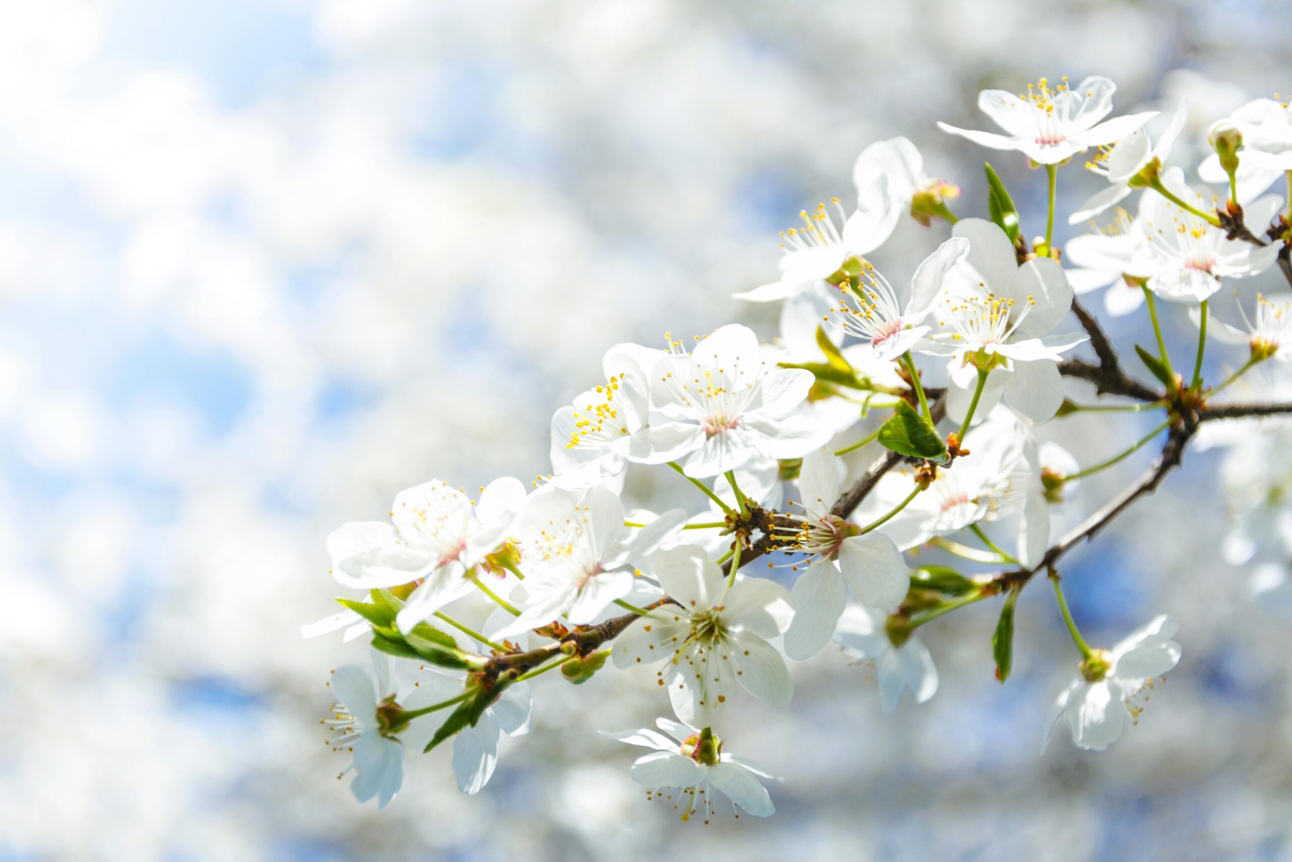 primavera